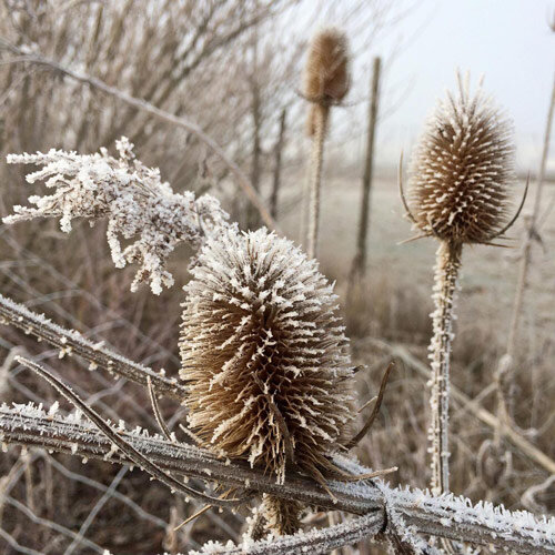 La cardencha silvestre en invierno