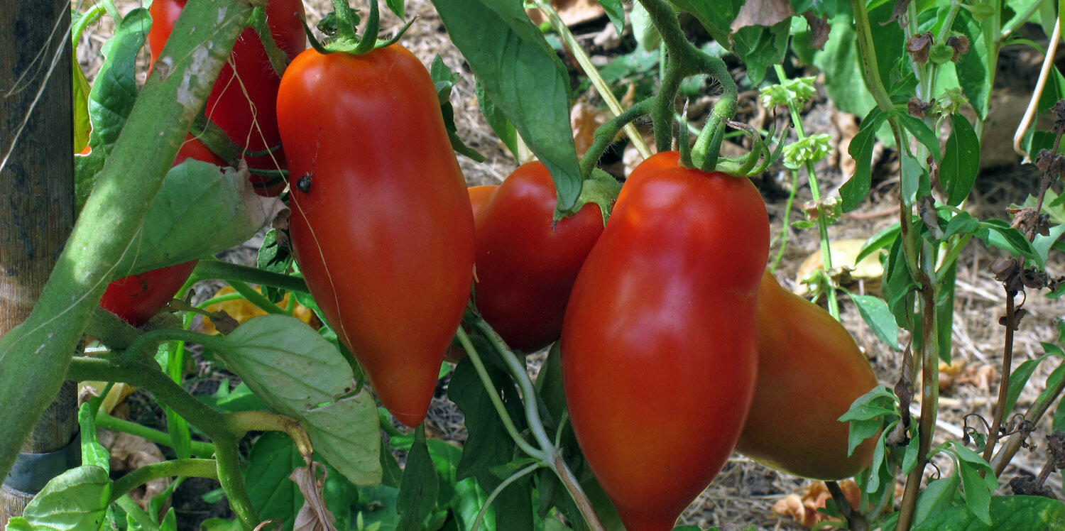 Tomates de pera en la mata