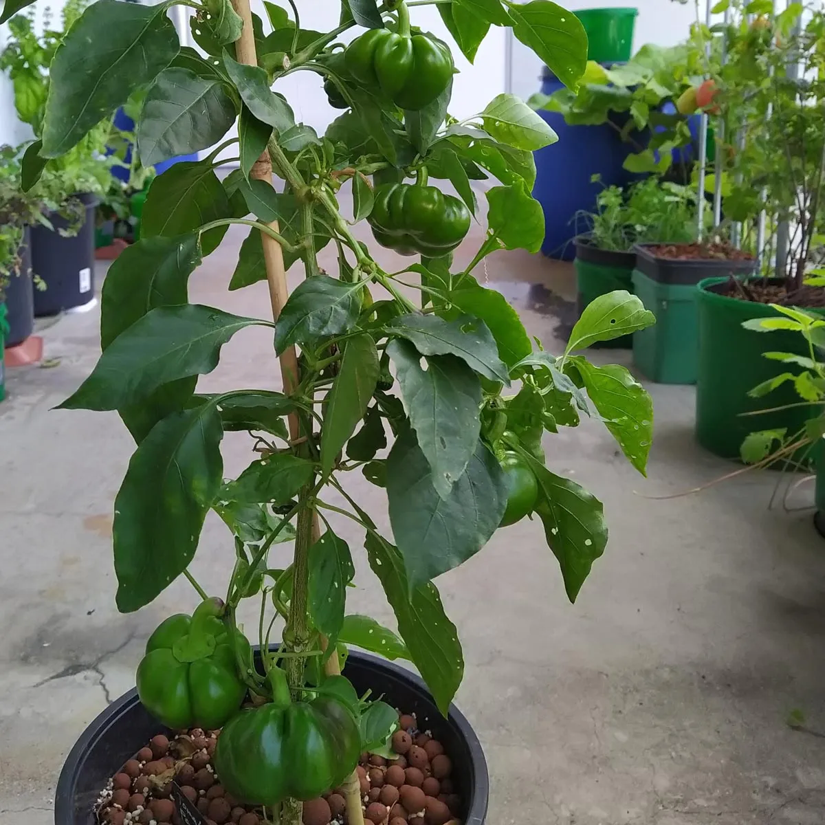 Tomaten-Paprika 'Topepo Rosso' (Capsicum annuum) Samen