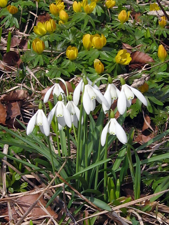 Campanillas de invierno en flor, detrás acónitos de invierno amarillos