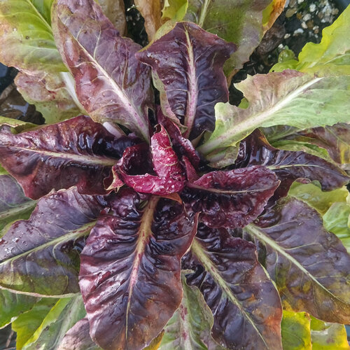 Achicoria roja con hojas de color rojo violáceo y verde