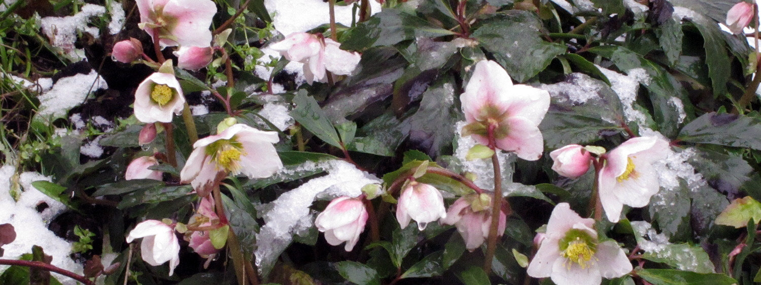 Eléboros (Helleborus) con flores blanco rosadas en la nieve
