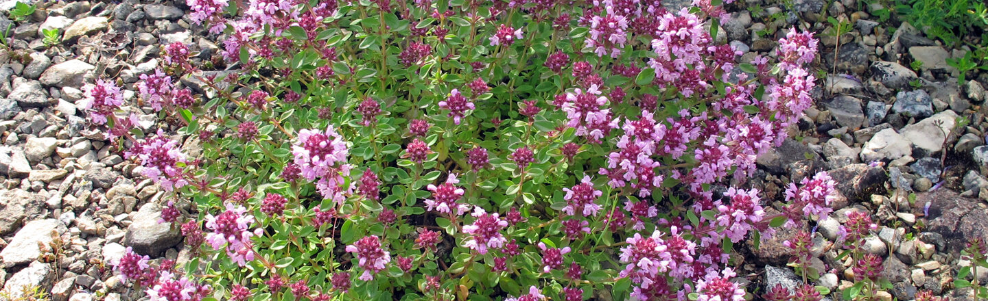 Acolchado con grava: planta tapizante con flores rosas sobre una capa de grava