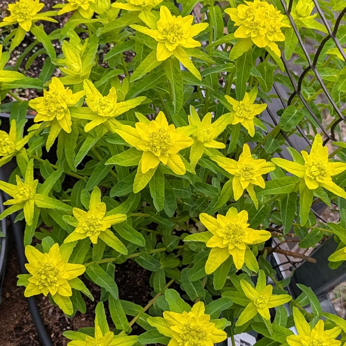 Gold-Wolfsmilch (Euphorbia epithymoides syn. polychroma) Samen