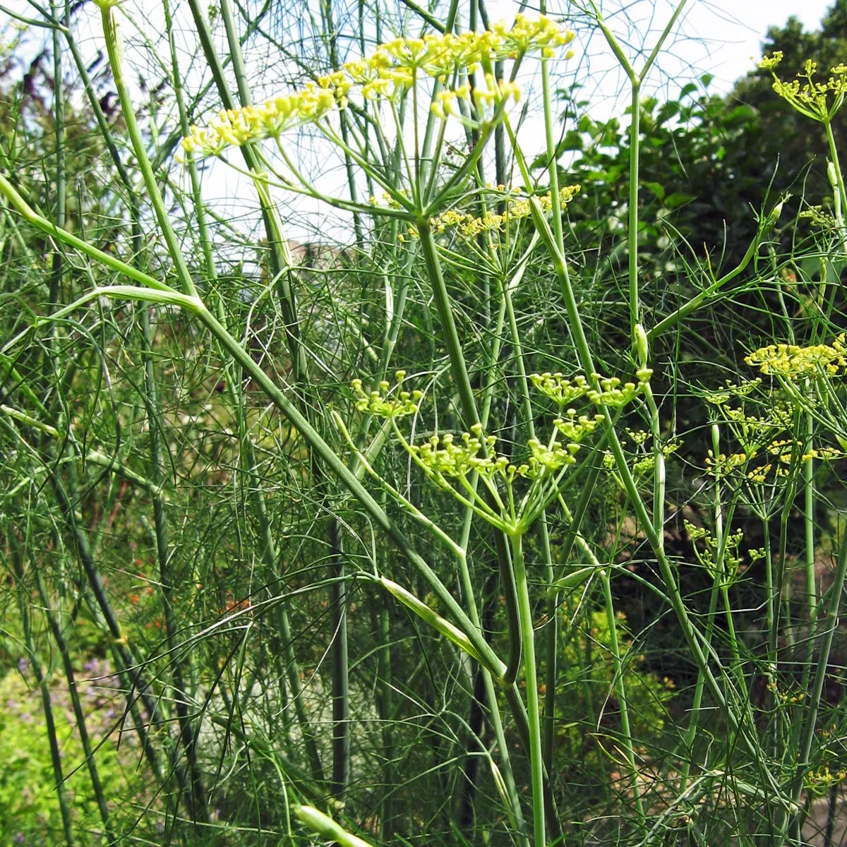 Grüner Gewürzfenchel 'Dulce' (Foeniculum vulgare) Samen