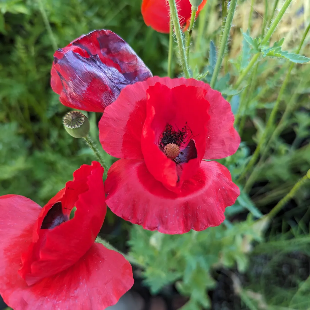 Seidenmohn-Mix 'Shirley' (Papaver rhoeas) Samen