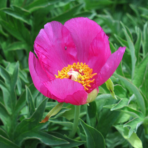 Peonía común (Paeonia officinalis ssp. banatica) con flor sencilla rosa intenso