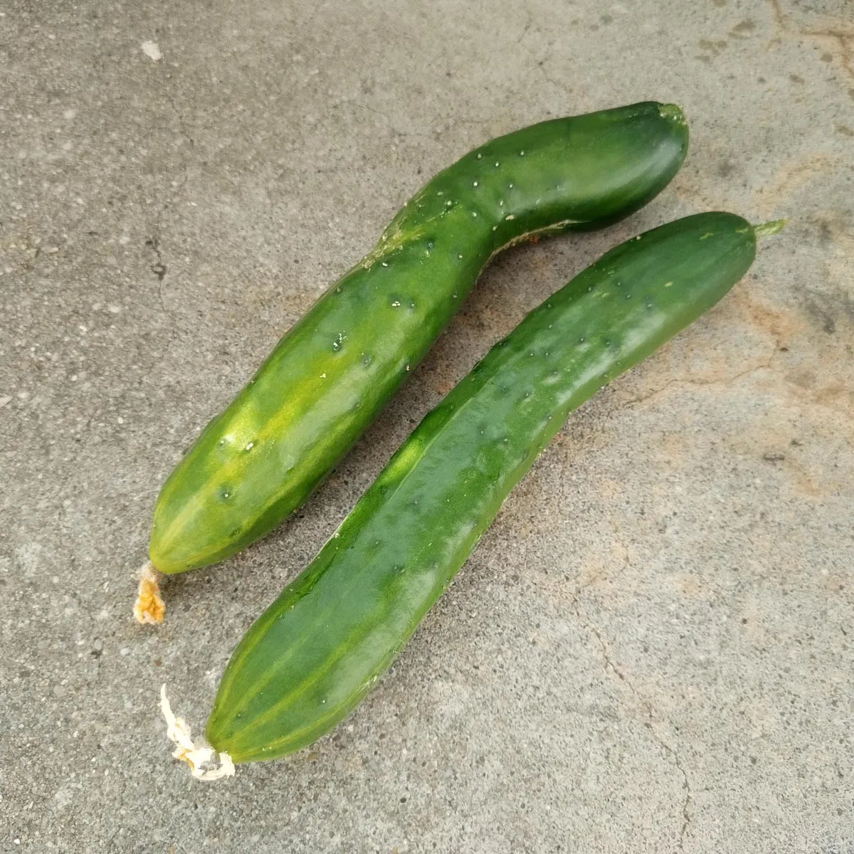 Salatgurken 'Tanja' (Cucumis sativus) Bio Saatgut