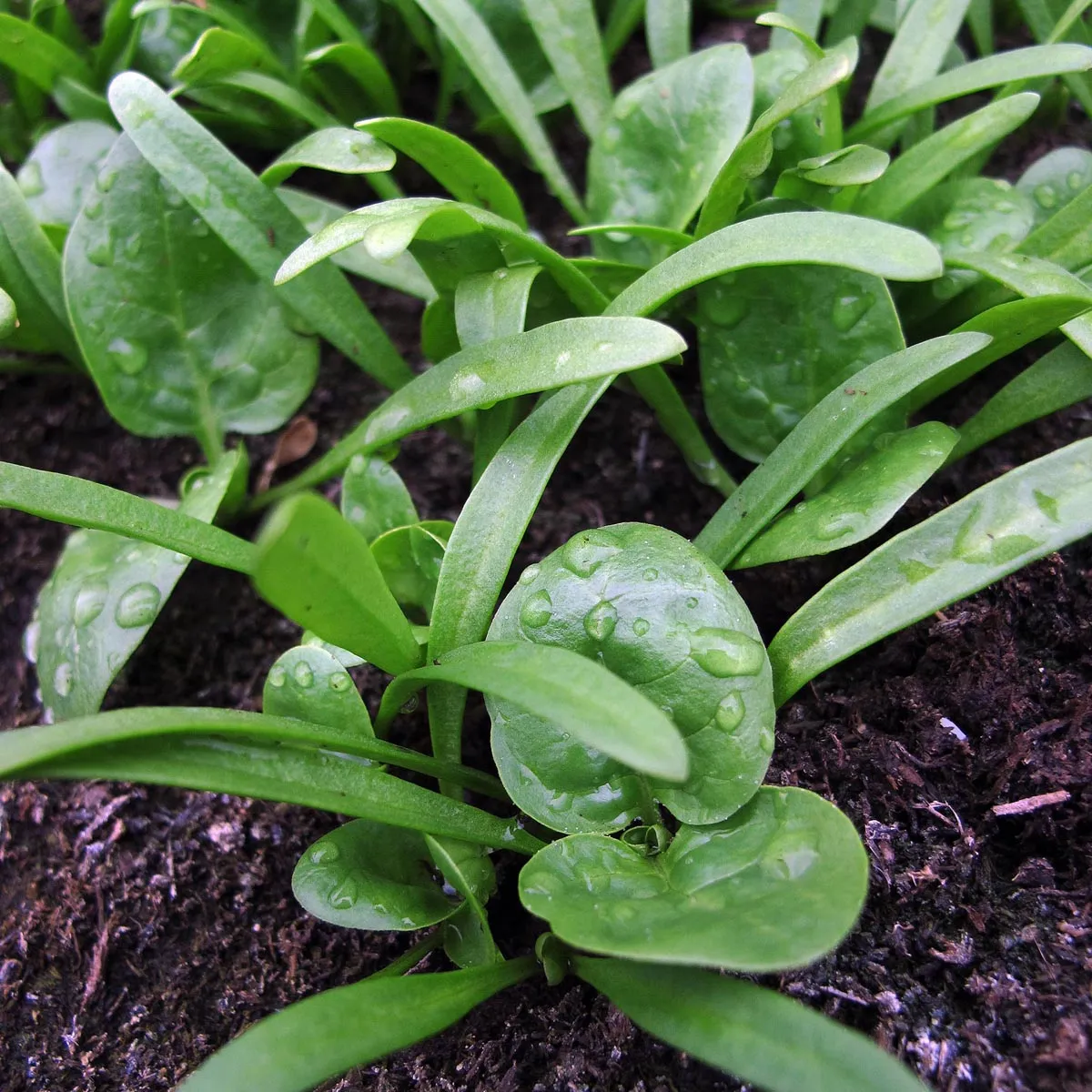 Echter Spinat 'Matador' (Spinacia oleracea) Bio Saatgut