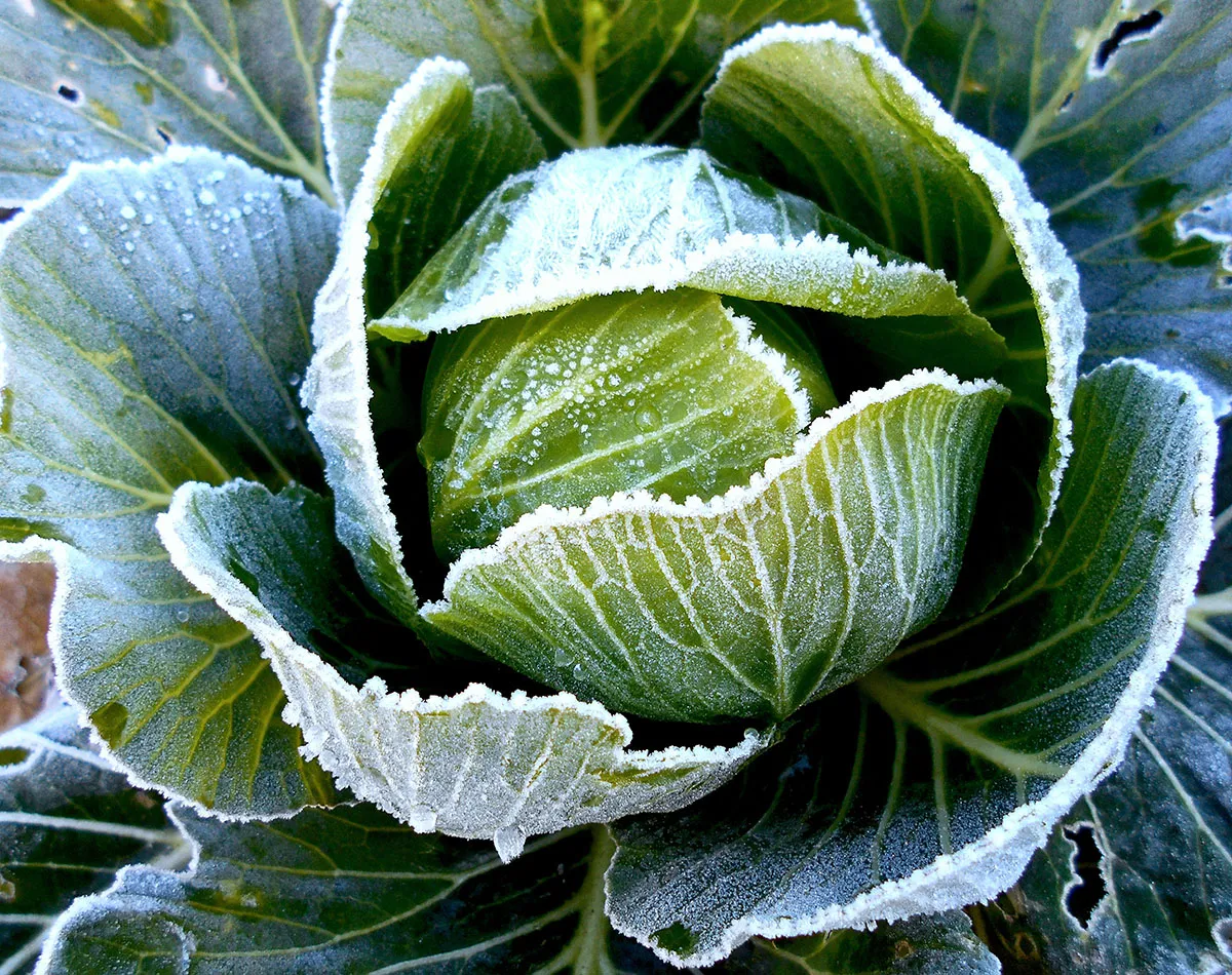 Verduras de invierno