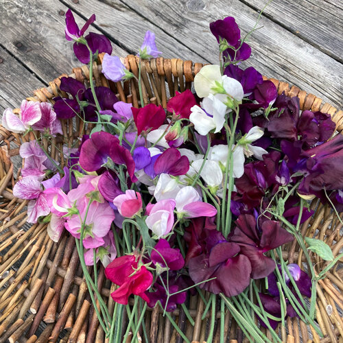 Guisantes de olor recién cortados en blanco, rosa y violeta sobre una cesta de mimbre
