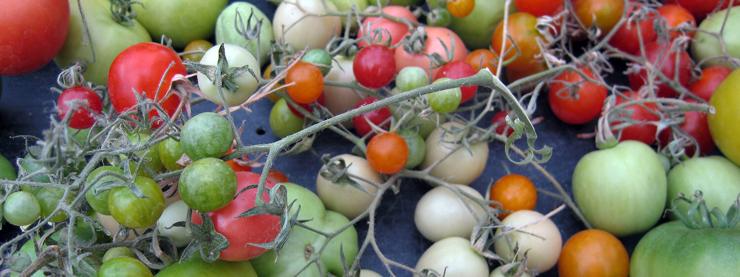 Tomates madurando