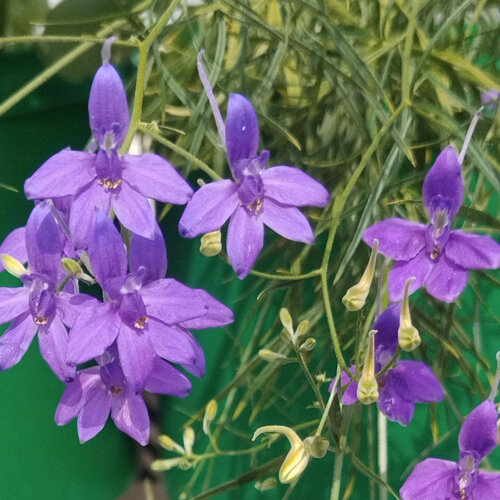 Espuela de caballero (Consolida ajacis) con flores violetas con espolón