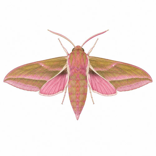 Ilustración de la esfinge de la vid (Deilephila elpenor)