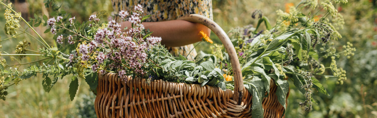 Cosecha de hierbas aromáticas a finales del verano