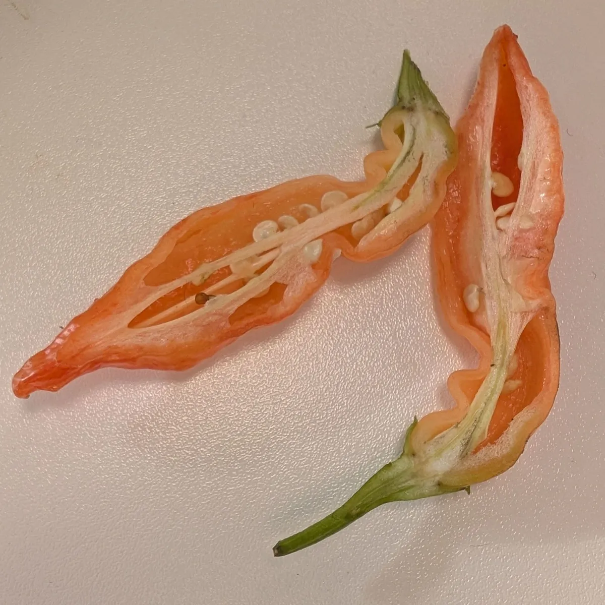 Chili 'Sugar Rush Peach Stripey' (Capsicum baccatum) Samen