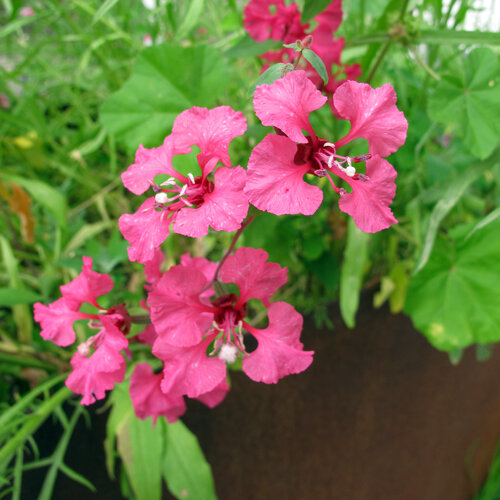 Clarkia (Clarkia elegans) con flores de color rosa intenso