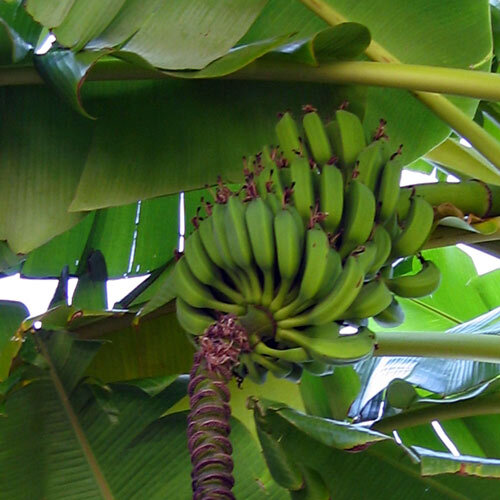 Banano con plátanos verdes aún inmaduros e inflorescencia