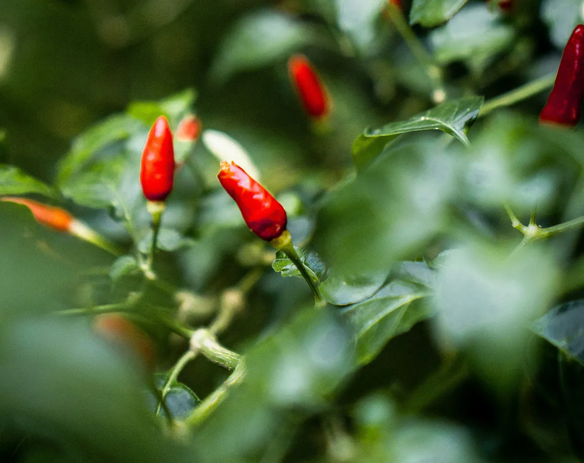 Siembra de chiles