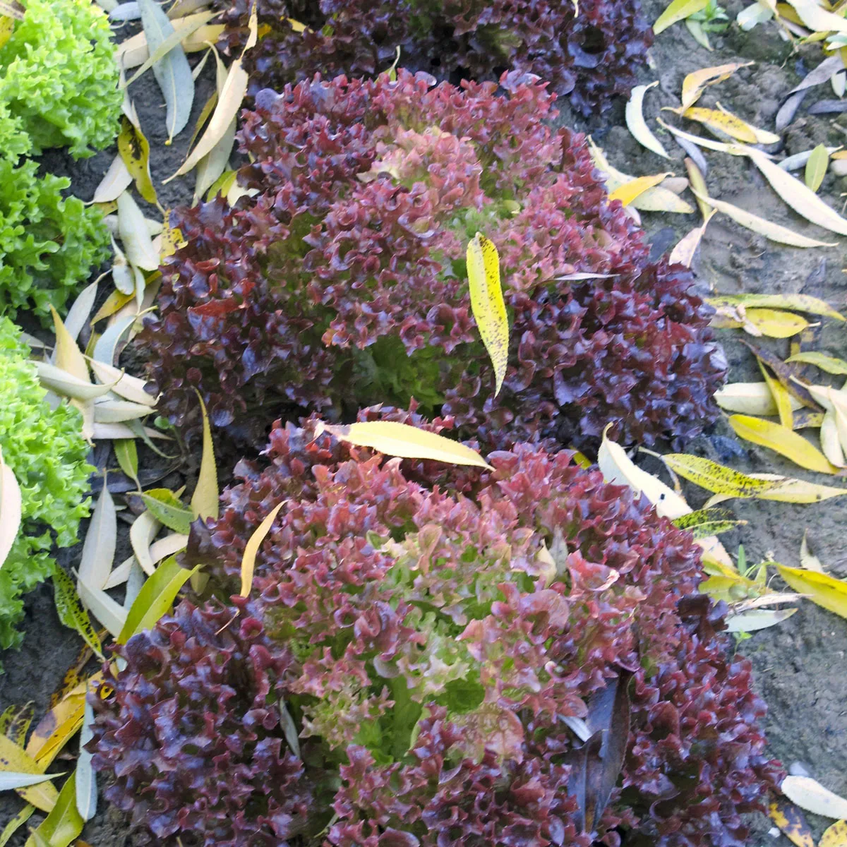 Pflücksalat 'Lollo Rosso' (Lactuca sativa var. crispa) Bio Samen