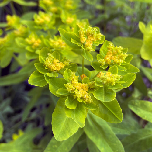 Euforbia policroma con brácteas verde amarillentas y pequeñas flores amarillas