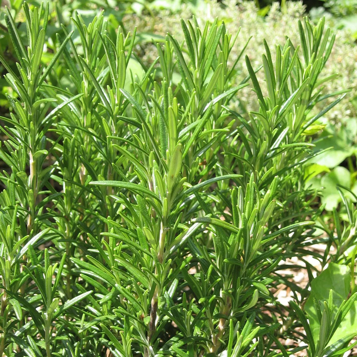 Rosmarin (Rosmarinus officinalis) Samen