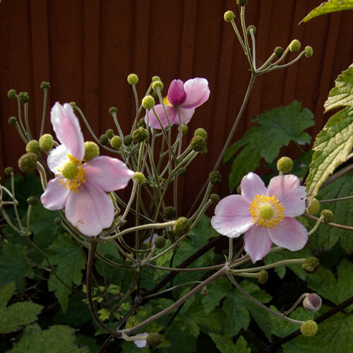 Anémona japonesa (Anemone hupehensis) con flores rosas y capullos redondos