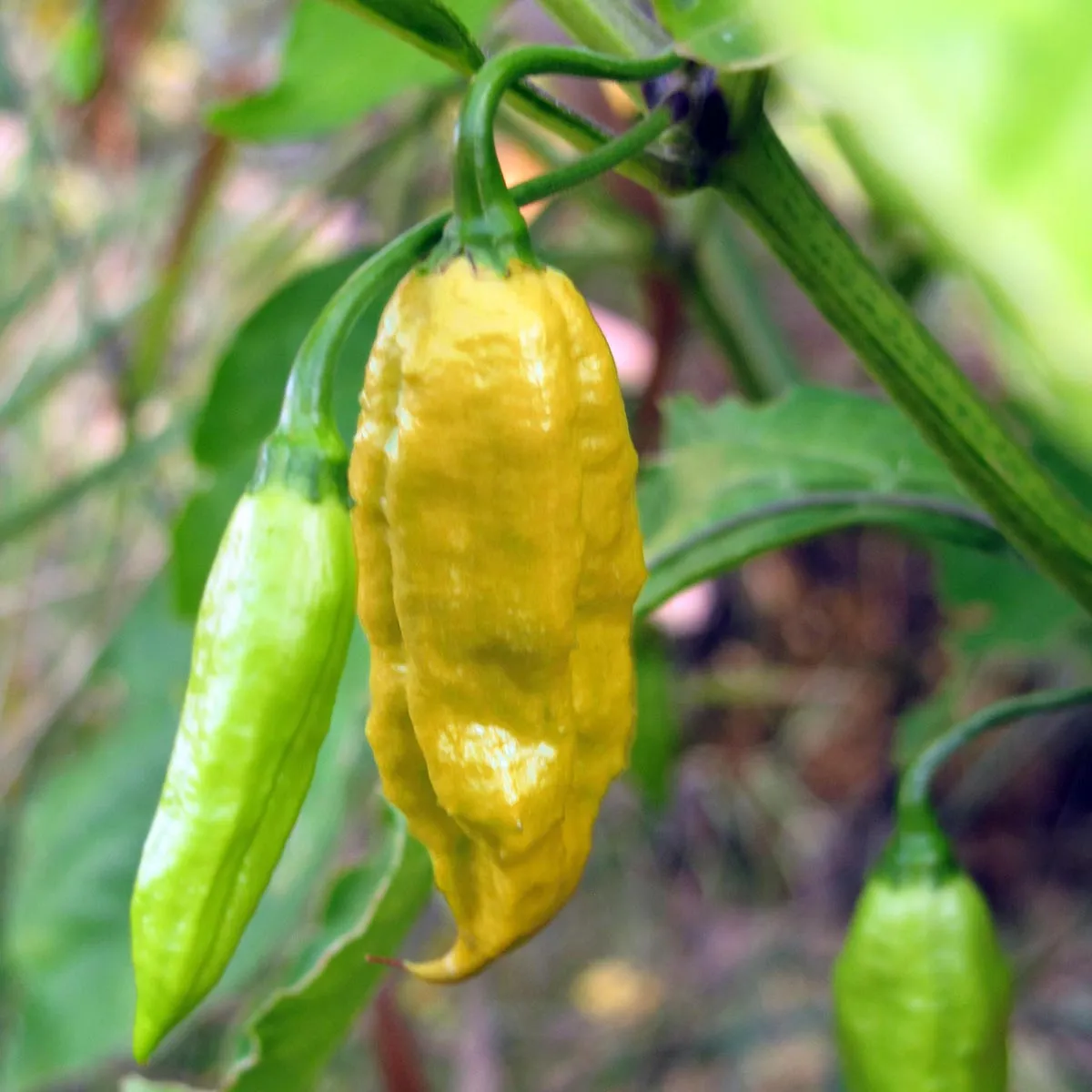Chili 'Monkeyface' (Capsicum annuum) Samen