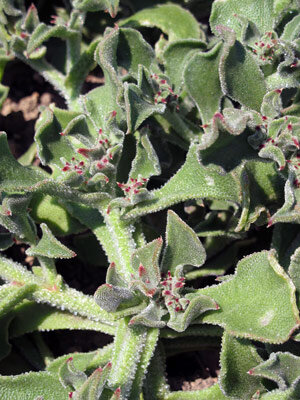 Escarchada (Mesembryanthemum crystallinum) con hojas carnosas y brillantes