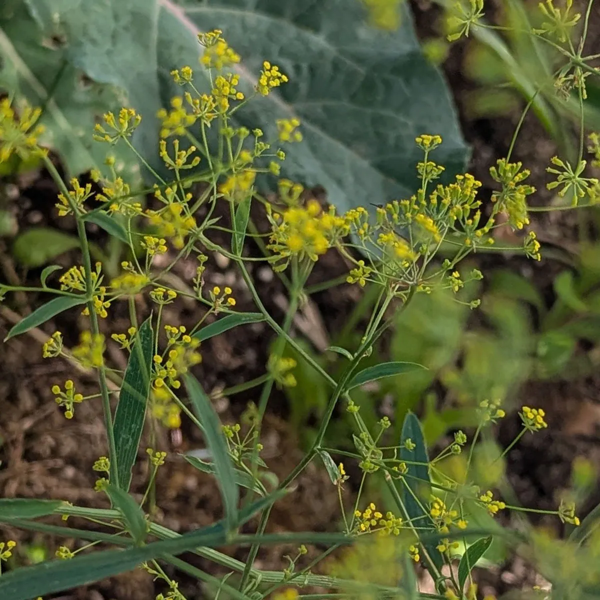 Sichelblättriges Hasenohr (Bupleurum falcatum) Samen
