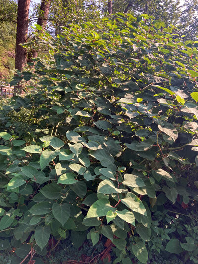 Hierba nudosa japonesa (Fallopia japonica)