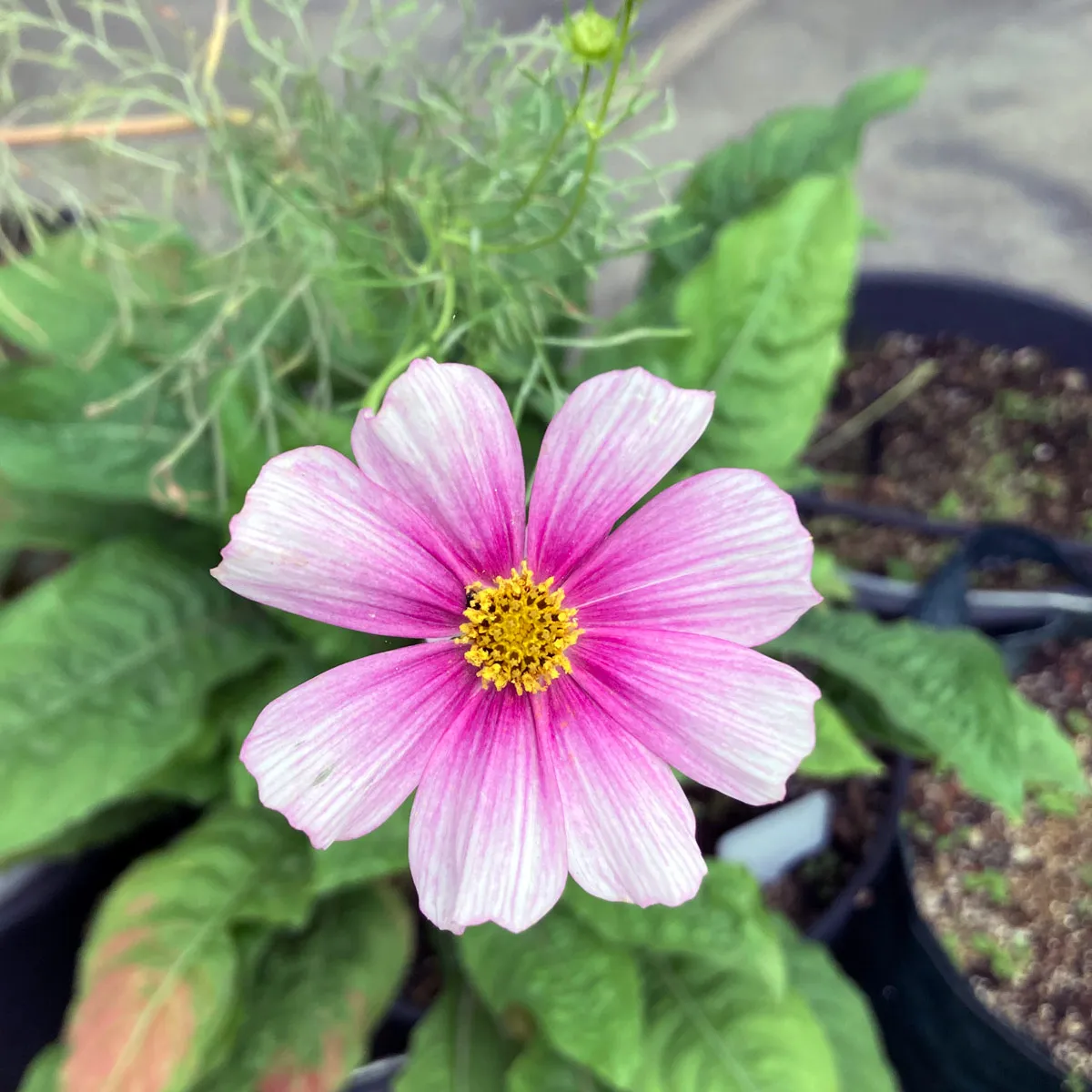 Zartrosa Schmuckkörbchen 'Sensation Day Dream' (Cosmos bipinnatus) Samen