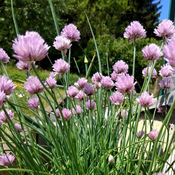 Cebollino (Allium schoenoprasum) en flor con cabezuelas moradas