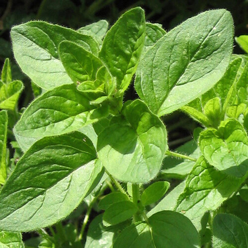 Orégano con hojas verdes ligeramente vellosas