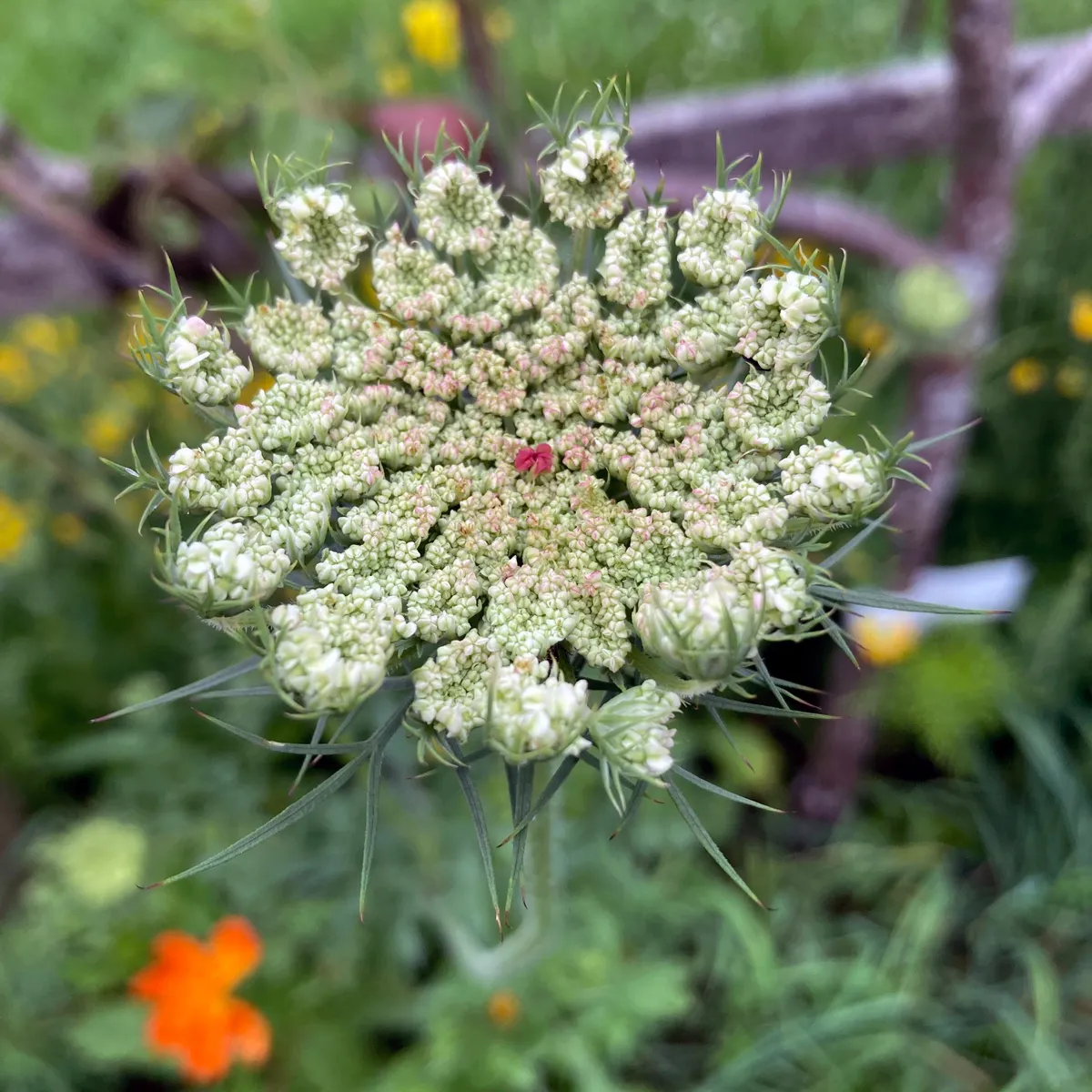 Violette Wilde Möhre (Daucus carota) Samen