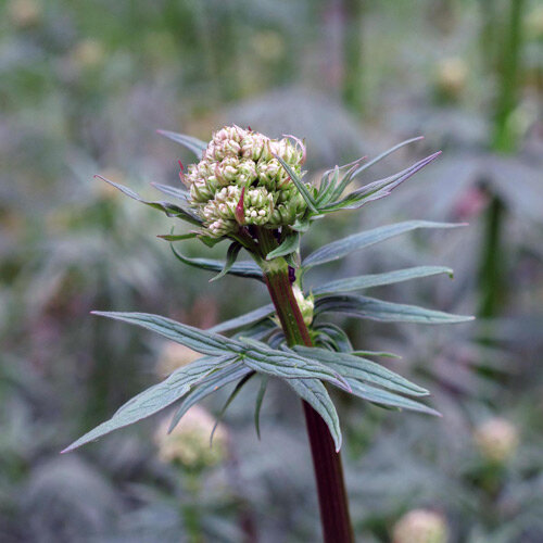 Capullos de valeriana medicinal (Valeriana officinalis) en un tallo rojizo