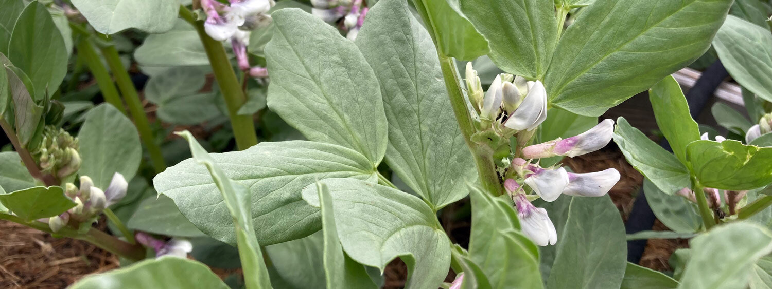 Habas en flor con flores blancas y violetas en el huerto