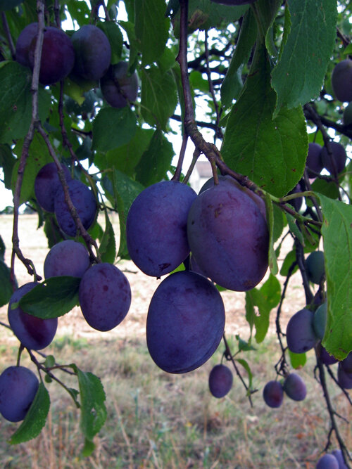 Ciruelas azules maduras en el árbol