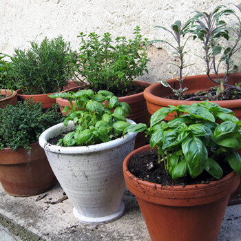 Hierbas aromáticas como la albahaca en macetas de barro junto a una pared