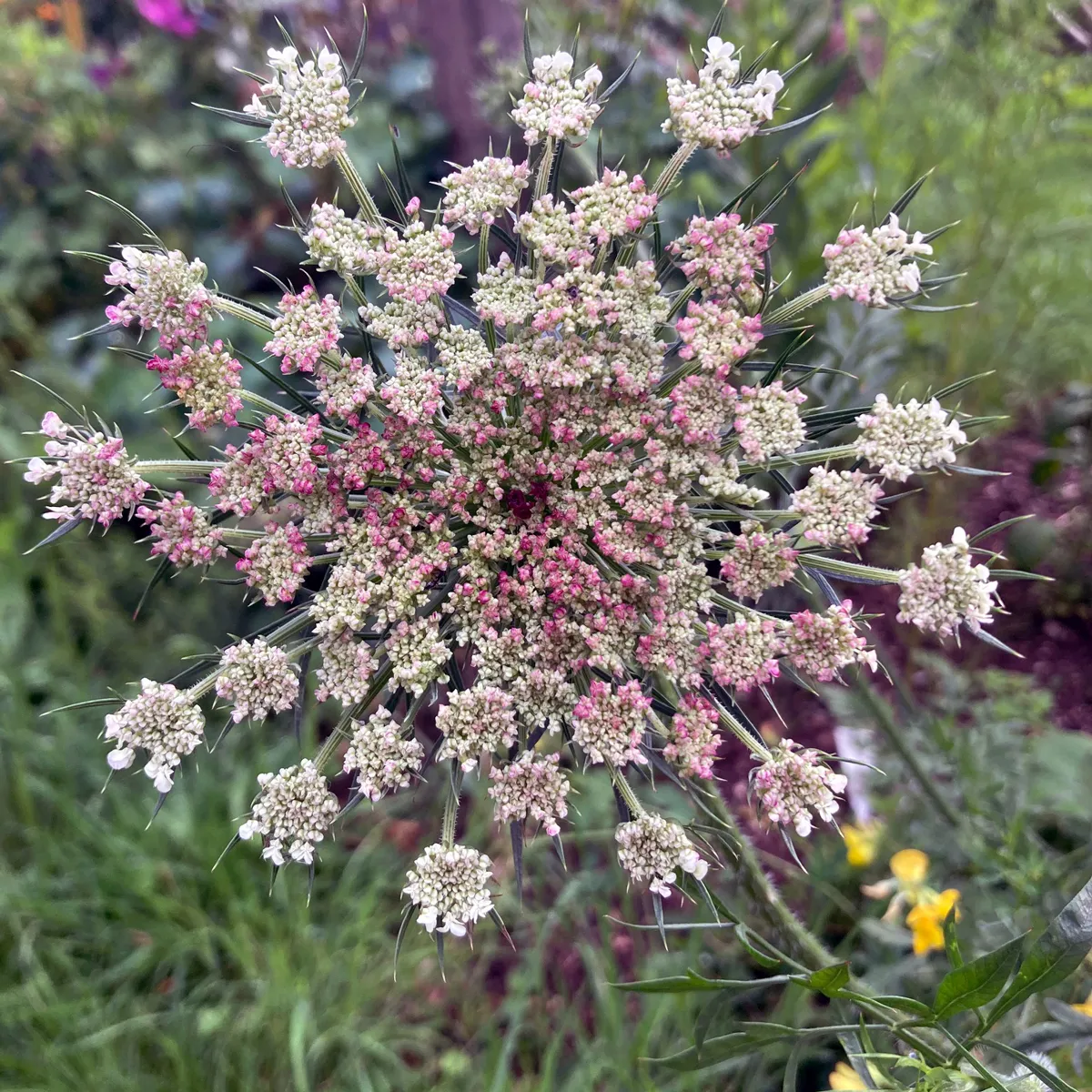 Violette Wilde Möhre (Daucus carota) Samen