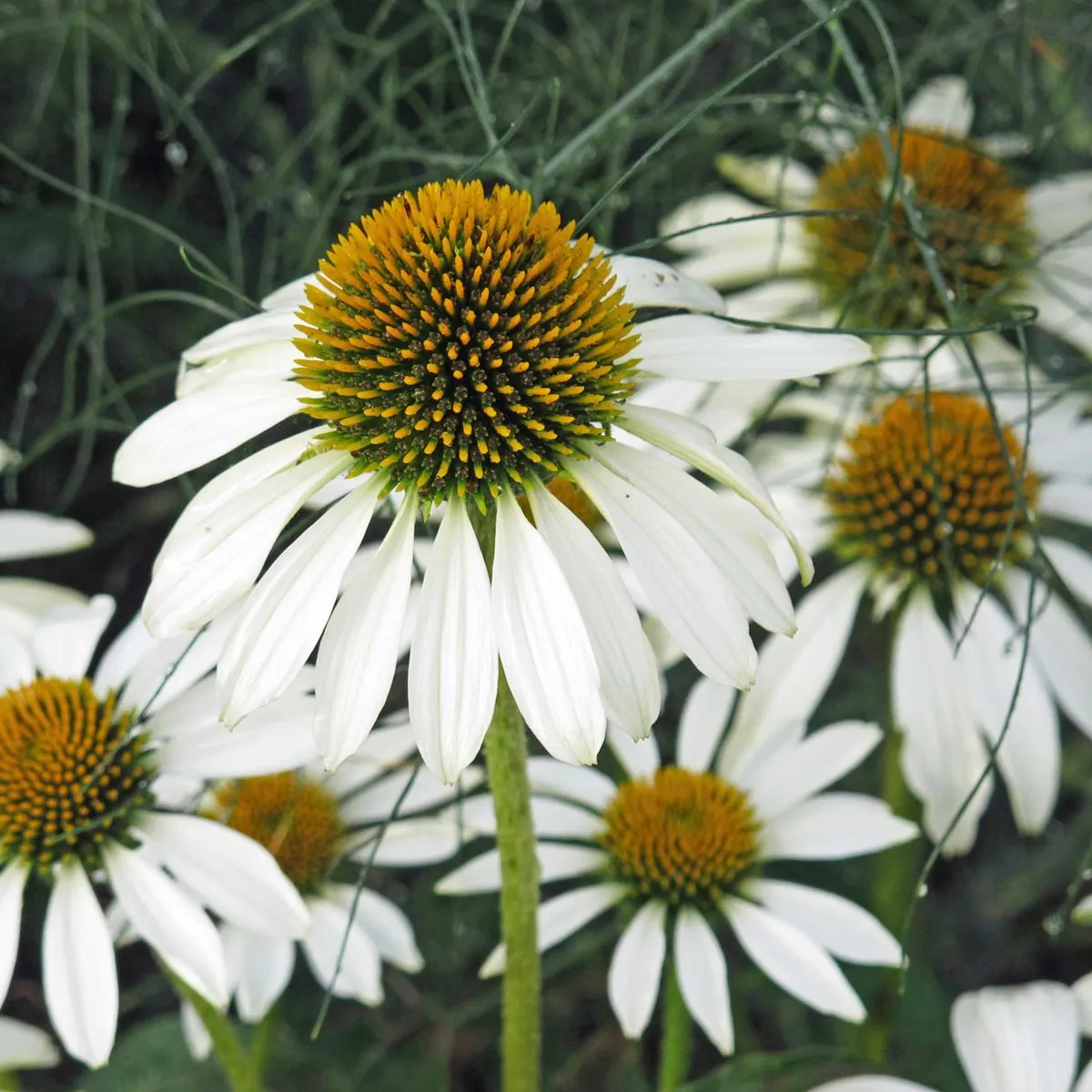 Weißer Sonnenhut 'White Swan' (Echinacea purpurea) Bio Saatgut