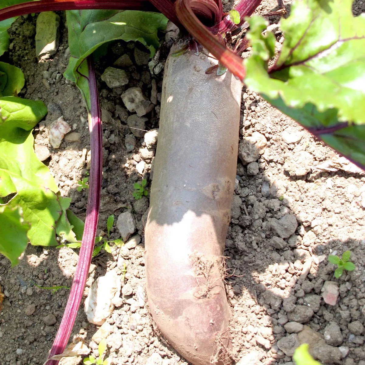 Rote Bete 'Cylindra' (Beta vulgaris) Samen