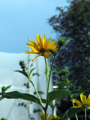 Flor de tupinambo