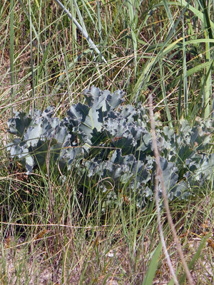 Col marina (Crambe maritima) con hojas verde azulado onduladas entre hierba de duna