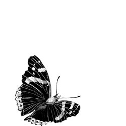 Dibujo de una mariposa