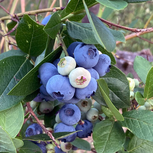 Arándano americano (Vaccinium corymbosum) con bayas azules maduras y bayas claras aún verdes