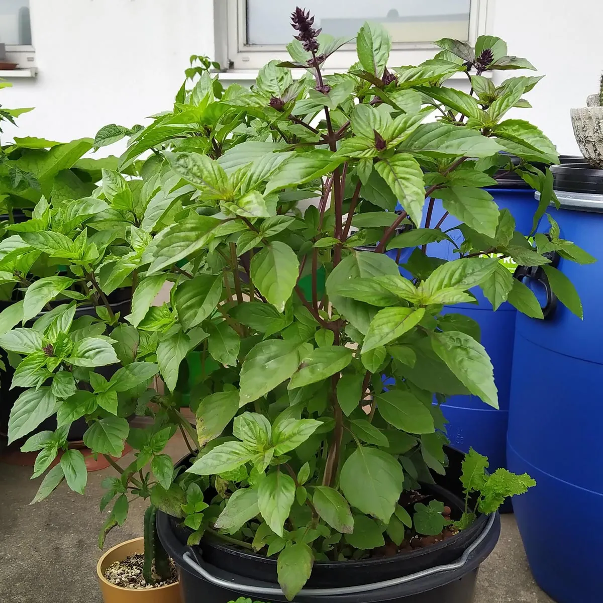 Mexikanisches Zimt-Basilikum (Ocimum basilicum) Samen
