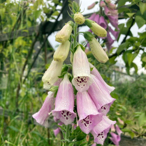 Dedalera (Digitalis purpurea) con flores acampanadas rosa claro moteadas por dentro