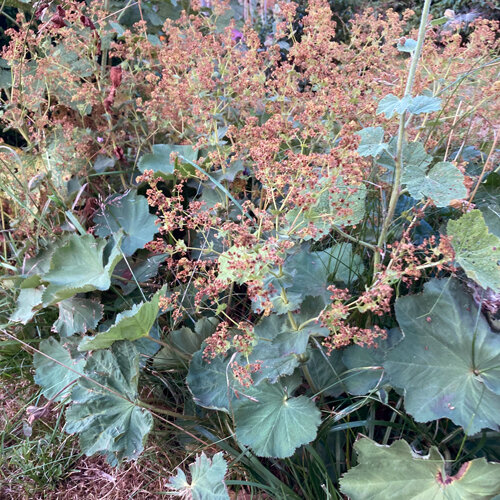Alquemila marchita con inflorescencias parduzcas antes de la poda