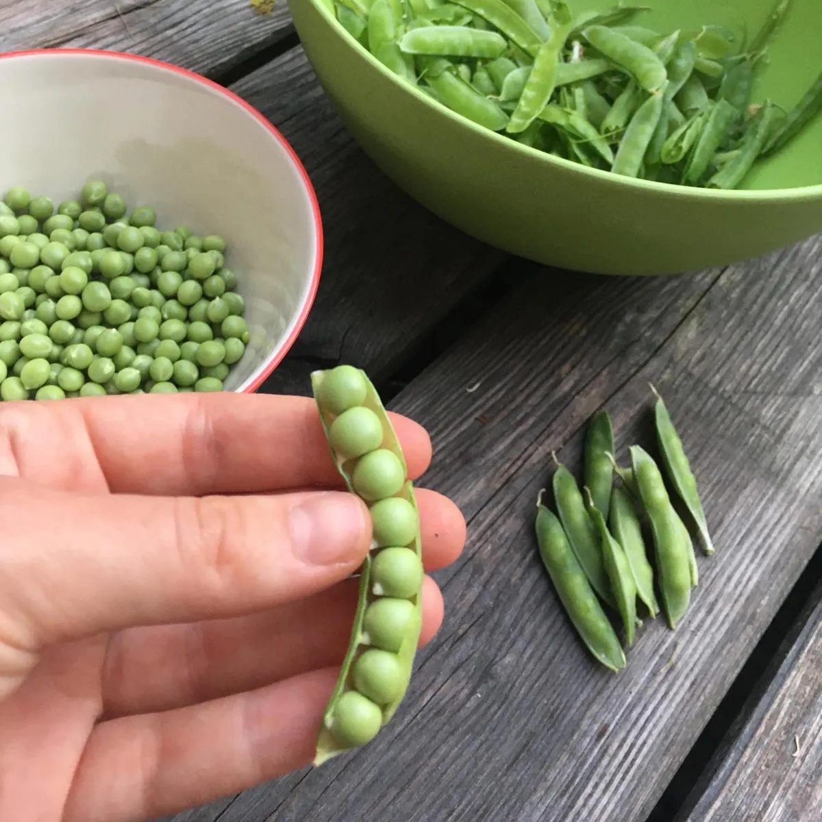Zuckererbse 'Frühe Heinrich' (Pisum sativum) Samen